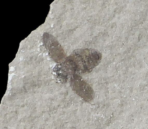 Fossil Bee (Hymenoptera)- Green River Formation, Utah #109208